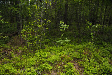Beautiful wild forest with green vegetation