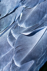 Close-up of blue pigeon feathers.