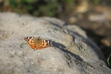 butterfly name Vanessa cardui or so called painted lady