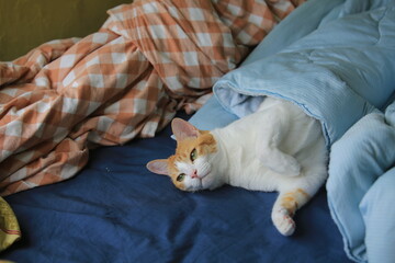 lazy ginger cat hide in the blanket