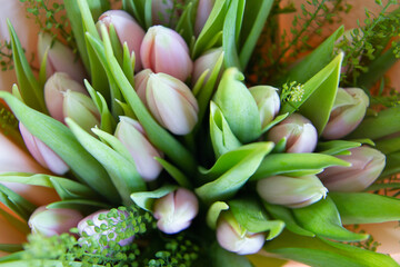 Fototapeta premium green and yellow tulips