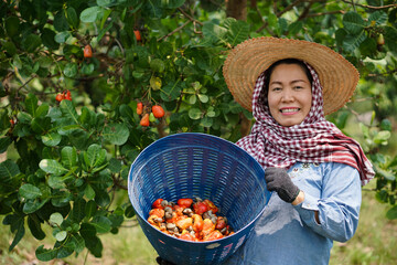 Asian woman gardener works at cashew garden, holds basket of cashew fruits. Economic crop in...