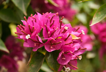 Fototapeta premium Ornamental shrub or Bougainvillea tree (Latin - Bougainvillea)