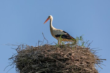 A white stork with red beak standing on its nest made of thin sticks. Sunny spring day with clear blue sky.