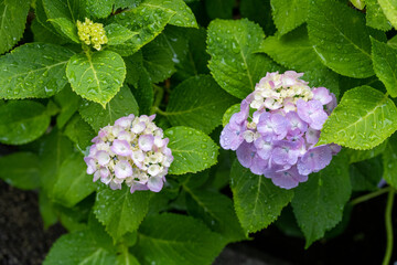 寄り添う紫陽花（雨の日）