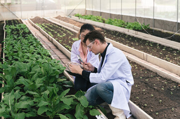 Researcher agriculture scientist use magnifying glass working to organic vegetable plant in greenhouse	