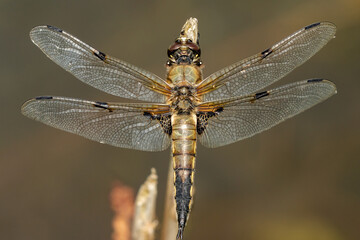 Macro view of dragonfly on a leaf