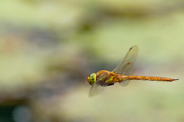 Macro view of dragonfly in flight