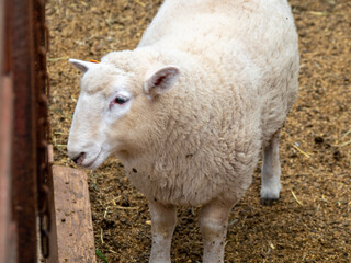 Obraz premium sheep and lamb