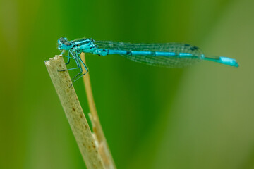 Macro view of dragonfly on a leaf