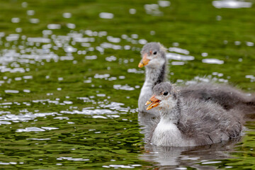 Wild duck in the water