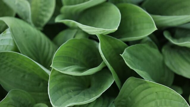 big green leaves of hosta venusta close up.