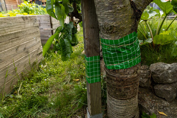 glue ring against insect around a sherry tree