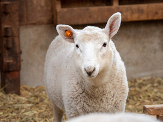 Naklejka na ściany i meble sheep in the farm