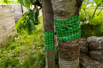 glue ring against insect around a sherry tree