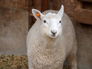 white sheep in the farm