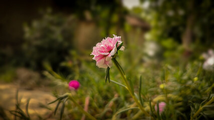 pink cosmos flower