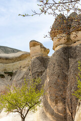 Selective focus on fairy chimneys behind the tree and branches in Pasabag Monks Valley, Cappadocia,...