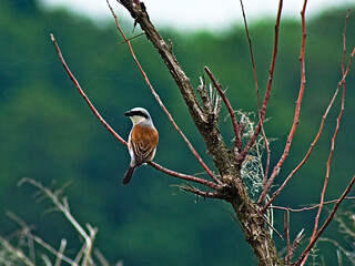 Red-back shrike perched on a dry branch of a bush.