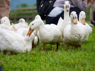 white duck and ducklings