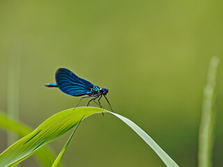 Glitter moth (Calopteryx splendens) perched on the leaves of aquatic plants.