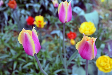 Fototapeta na wymiar purple and yellow tulips