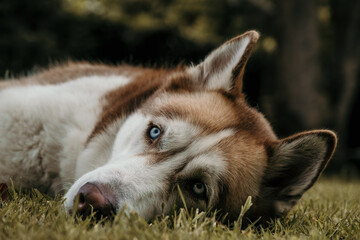 portrait of a white and brown husky with blue eyes laying on the grass looking up