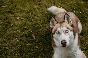 a brown and white husky with blue eyes laying on the grass looking up at the camera