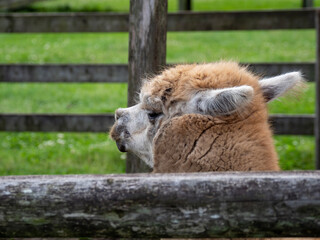 camel in zoo