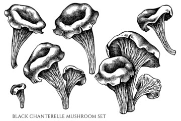 Vector set of hand drawn black and white black chanterelle © Sad