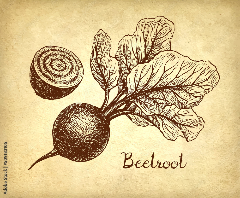 Canvas Prints beetroot ink sketch.