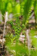 山林に自生するコゴミ