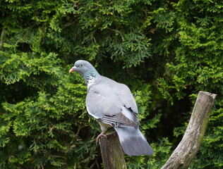 wood pigeon in the garden,ringeltaube im garten