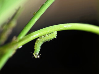 A green larva of a hoverfly, Syrphidae, feeding on aphids Aphis on chives, closeup of beneficial insects against aphids