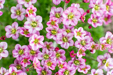 Blooming decorative Saxifrage moss with pink flowers. Floral background.