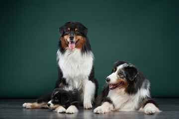 Fototapeta premium family of dogs together. Puppy and adult pet. Australian Shepherds, Aussies in the studio on a green background