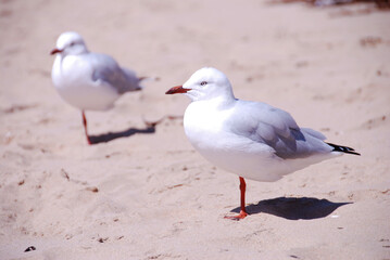 Sea gull standing with one leg in the beach