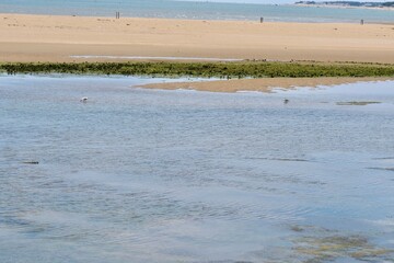 seagulls on the beach