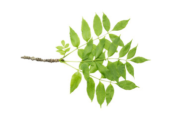 European ash (Fraxinus excelsior) branch with juicy spring leaves. Isolate, clipping path, no shadows. common ash leaves isolate.
juicy