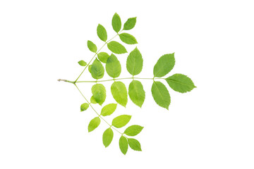 Obraz premium European ash (Fraxinus excelsior) branch with juicy spring leaves. Isolate, clipping path, no shadows. common ash leaves isolate. juicy