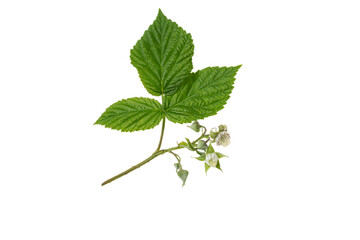 raspberry (Rubus idaeus) branch with flowers isolate on a white background, clipping path, no shadows. - obrazy, fototapety, plakaty