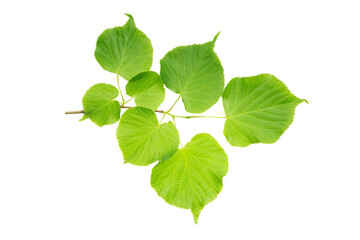 Naklejka na ściany i meble small-leaved linden (Tilia cordata) juicy spring leaves isolate, clipping path, no shadows. small-leaved lime branch with leaves isolate.