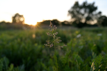 FLOWER,TREE,PLANTS,ANIMALS, LANDSCAPE, insect