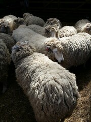 Sheeps of white faces and white wool crowded inside a dark sheep pen