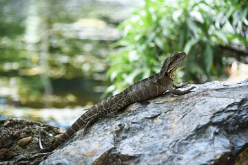 Lizard in cryptic color on rock in Brisbane Australia