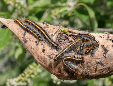 Eastern Tent Caterpillars (Malacosoma americanum) emerging in spring in Ontario.