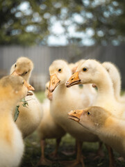 The young geese got together as if discussing something