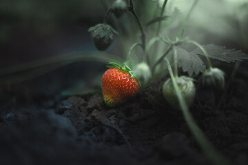 Almost ripe strawberries, the sun shines on the strawberries, art photography