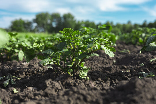 Agriculture, young potatoes sprout in the garden