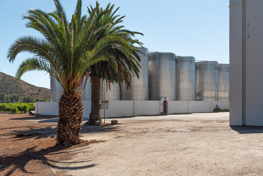Robertson, Western Cape, South Africa. 2022. Palms, vines and stainless steel, fermentation tanks at a winery on the Robertson wine route.